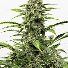 Critical + auto feminised (Dinafem)