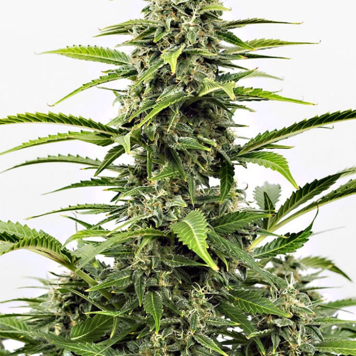 Насіння коноплі Critical + autofem. Dinafem