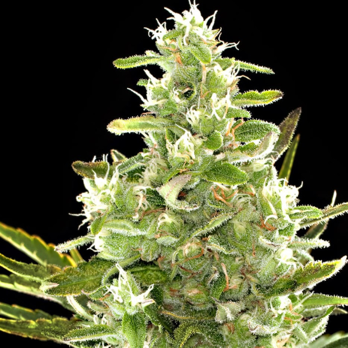 Насіння коноплі Critical + autofem. Dinafem