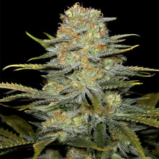 Amnesia CBD feminised (Dinafem)