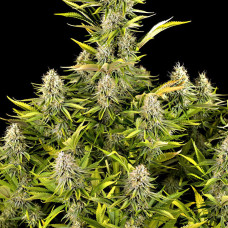 Amnesia Kush feminised (Dinafem)