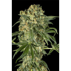 Big Kush feminised (Dinafem)