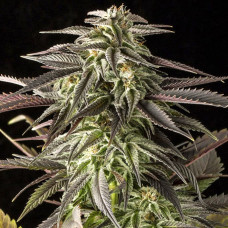 Blue Cheese feminised (Dinafem)