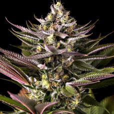 Blue Kush feminised (Dinafem)