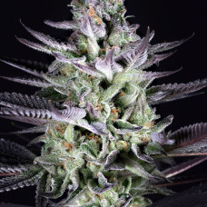 Blueberry Cookies feminised (Dinafem)