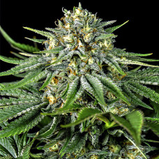 Bubba Kush CBD feminised (Dinafem)