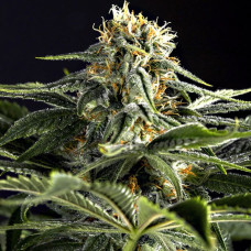 California Hash Plant feminised (Dinafem)