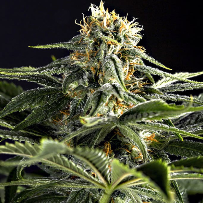 Семена конопли California Hash Plant fem. Dinafem