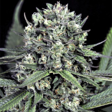 Cheese CBD feminised (Dinafem)