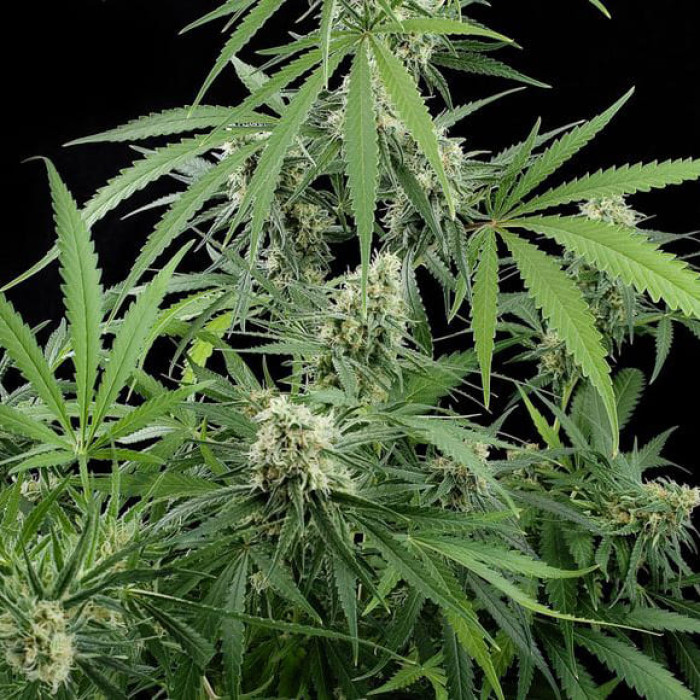 Насіння коноплі Critical + fem. Dinafem