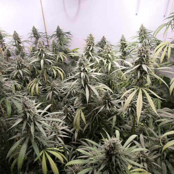 Насіння коноплі Critical + fem. Dinafem