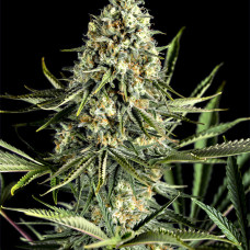 Critical Cheese feminised (Dinafem)