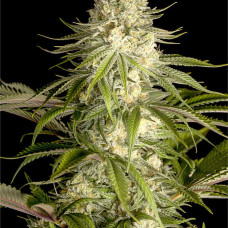 Critical Kush feminised (Dinafem)