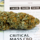 Насіння коноплі Critical Mass CBD fem. Dinafem