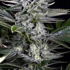 Gorilla CBD feminised (Dinafem)