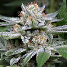 Gorilla feminised (Dinafem)