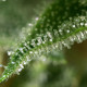 Семена конопли Gorilla fem. Dinafem