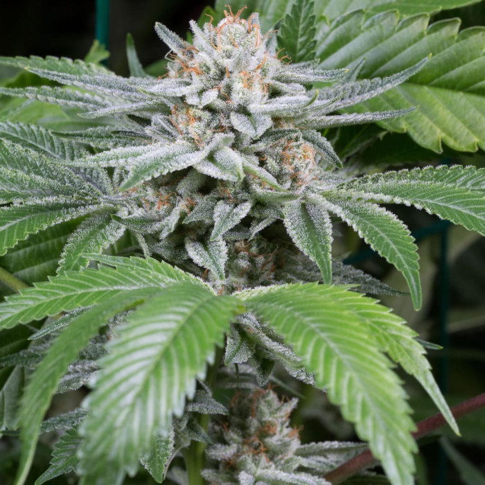 Семена конопли Gorilla fem. Dinafem