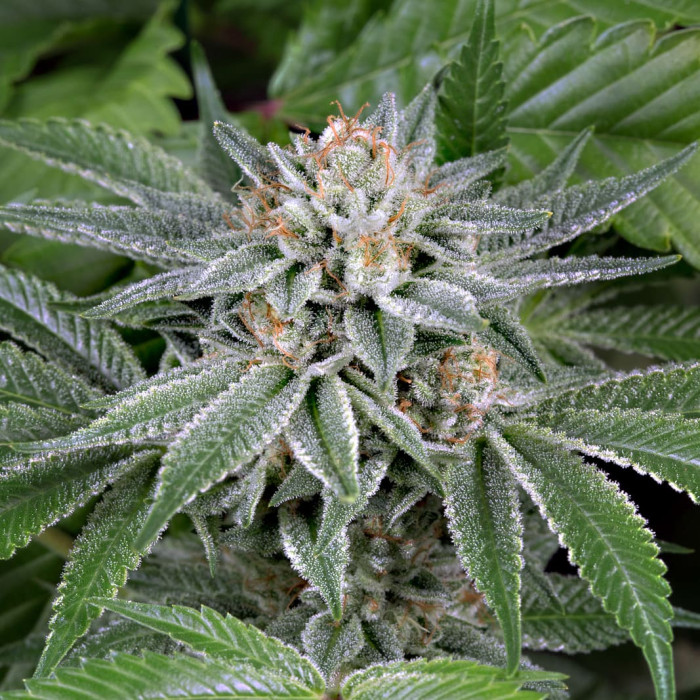 Семена конопли Gorilla fem. Dinafem