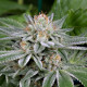 Семена конопли Gorilla fem. Dinafem