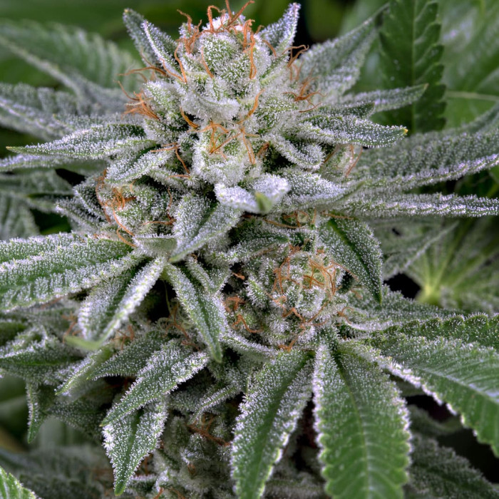 Семена конопли Gorilla fem. Dinafem