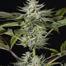 Ocean Grown Cookies feminised (Dinafem)