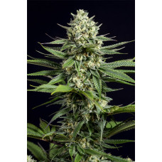 OG Kush CBD feminised (Dinafem)