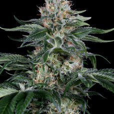 Orange Juice feminised (Dinafem)