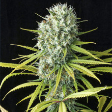 Original Amnesia feminised (Dinafem)