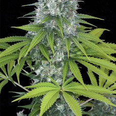 Power Kush feminised (Dinafem)