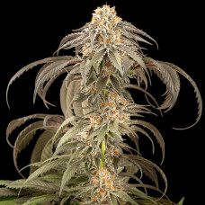 Purple Afghan Kush feminised (Dinafem)