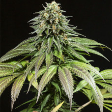 Purple Moby Dick feminised (Dinafem)