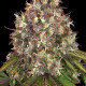 Семена конопли Purple Moby Dick fem. Dinafem