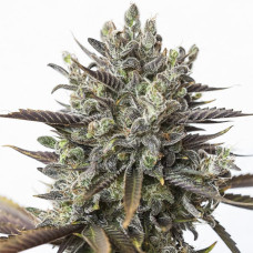 Purple Orange CBD feminised (Dinafem)