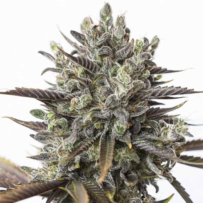 Семена конопли Purple Orange CBD fem. Dinafem