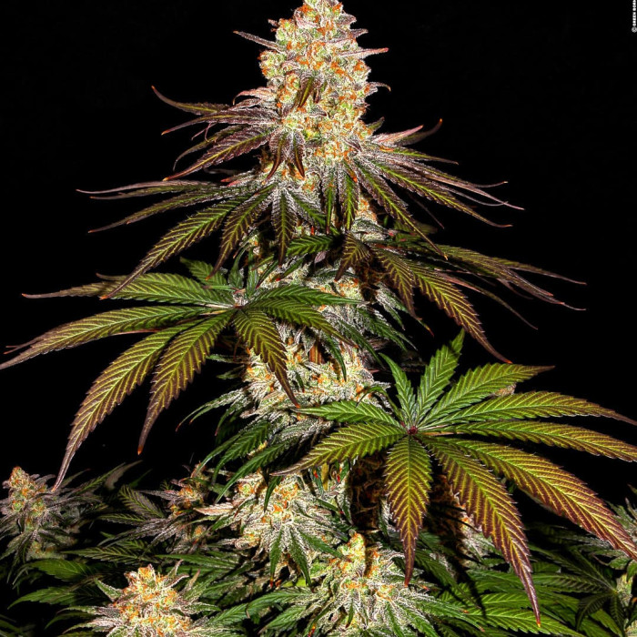Семена конопли Purple Orange CBD fem. Dinafem