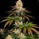 Семена конопли Purple Orange CBD fem. Dinafem