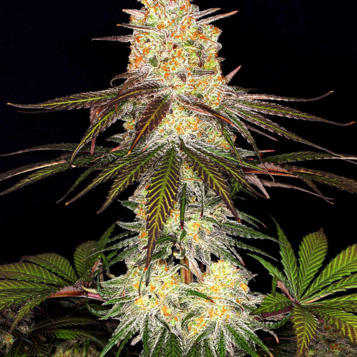 Семена конопли Purple Orange CBD fem. Dinafem
