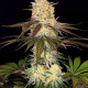 Семена конопли Purple Orange CBD fem. Dinafem