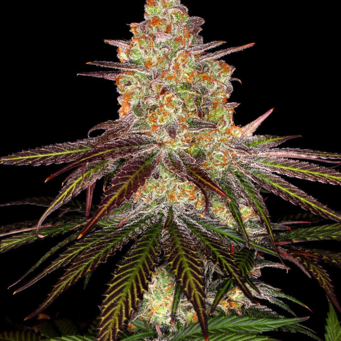 Семена конопли Purple Orange CBD fem. Dinafem