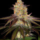 Семена конопли Purple Orange CBD fem. Dinafem