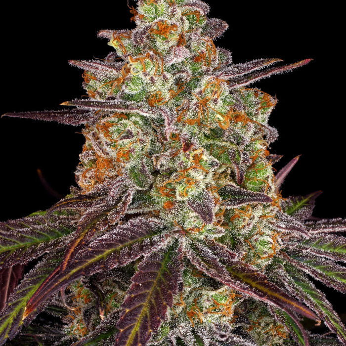 Семена конопли Purple Orange CBD fem. Dinafem