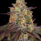 Семена конопли Purple Orange CBD fem. Dinafem