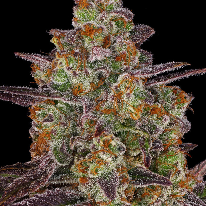 Семена конопли Purple Orange CBD fem. Dinafem