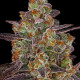 Семена конопли Purple Orange CBD fem. Dinafem