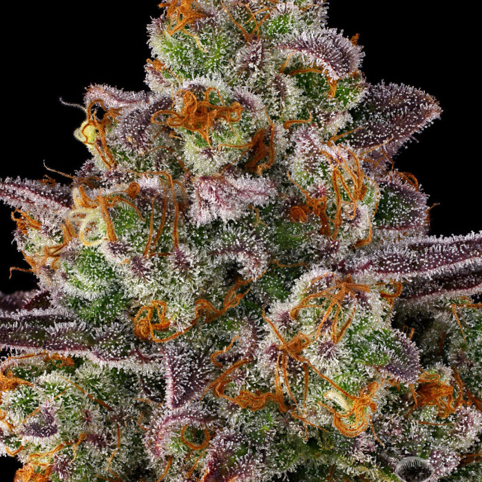 Семена конопли Purple Orange CBD fem. Dinafem