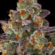 Семена конопли Purple Orange CBD fem. Dinafem
