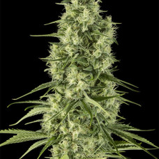 Santa Sativa feminised (Dinafem)