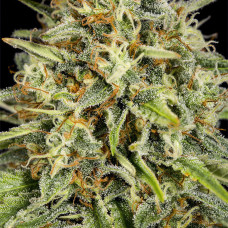 Strawberry Amnesia feminised (Dinafem)