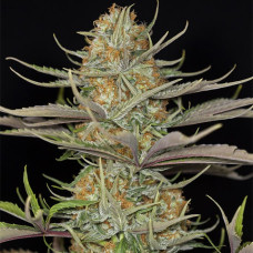 Sweet Deep Grapefruit feminised (Dinafem)